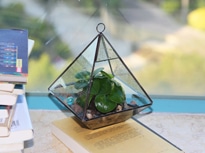 Glass Terrarium