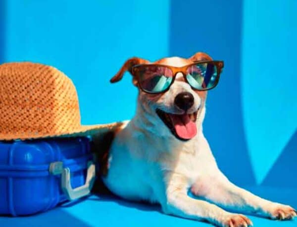 viajar-con-mascotas-portada(1)